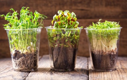 Що таке мікрозелень та для чого вона потрібна