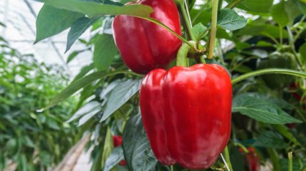 Як правильно пророщувати насіння перцю