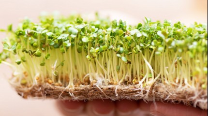 Як правильно вирощувати мікрозелень