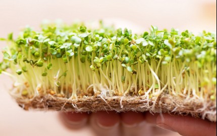 Як правильно вирощувати мікрозелень