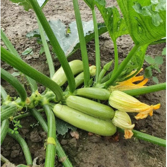 Кабачок Арал F1, 5 шт Кабачок Арал F1, 5 шт