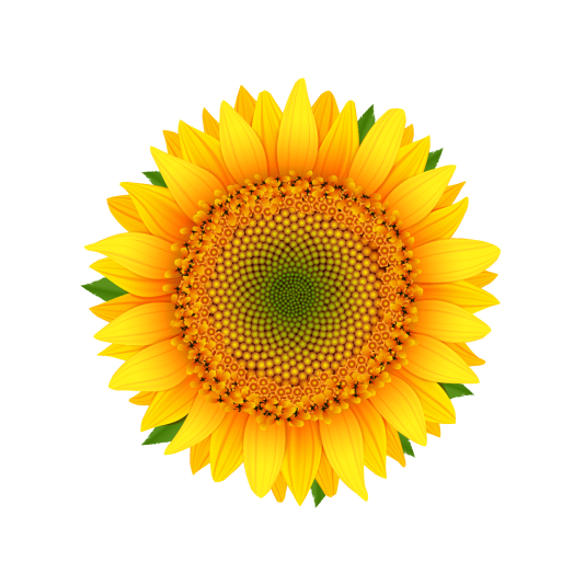 Для соняшника